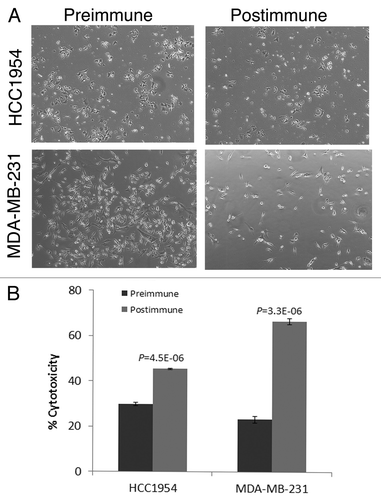 Figure 4. Postimmunization plasma kills breast cancer cells. (A) Cytotoxic effect of pre and postimmunization plasma (week 7) on HCC1954 and MDA-MB-231 cells. 5 × 104 were seeded in 24-well plates and incubated with the sera. Supernatants containing dead cells were removed and live cells were fixed and stained and images were taken. Representative images are shown. (B) Cytotoxicity in each cell line was also quantified by counting cells remained in triplicate wells and presented by bar graph. For each well 3 microscopic fields were counted and averaged. Percent toxicity was calculated based on cell number in control wells. P values are the result of comparing the effects of pre and postimmune sera on each cell line by two-tailed t tests.