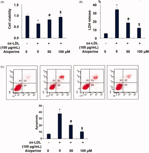 Figure 3. Aloperine prevented ox-LDL-induced reduction of cell viability and lactate dehydrogenase (LDH) release. Cells were cultured with ox-LDL (100 µg/mL) with or without aloperine (50,100 μM) for 24 h. (A). Cell viability; (B). LDH release (*, p < .01 vs. vehicle group; #, p < .01 vs. ox-LDL treatment group; $, p < .01 vs. ox-LDL + 50 μM aloperine group).