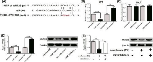 Figure 4 MiR-203 targets 3ʹUTR of WNT2B and inversely regulates WNT2B expression in U2OS cells. (A) Binding sites between miR-203 and 3ʹUTR of WNT2B as predicted by TargetScan were shown. wt = wild type; mut = mutated. (B, C) Luciferase activity of reporter vectors containing WNT2B 3ʹUTR (wt) and WNT2B 3ʹUTR (mut) was determined in U2OS cells with miRNAs transfection. (D) qRT-PCR and Western blot assays determined the WNT2B expression in U2OS cells with miRNAs transfection. (E) U2OS cells were exposed to 5% sevoflurane for 6 hrs and were then transfected with inhibitors NC or miR inhibitors for 24 hrs, and qRT-PCR and Western blot assay determined the WNT2B expression. N = 3. *P<0.05, **P<0.01 and ***P<0.001.
