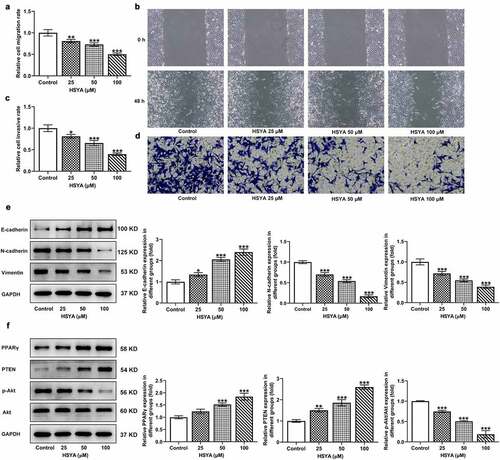 Figure 2. HSYA suppresses migration, invasion and activates PPARγ/PTEN/Akt signaling in HCT116 cells