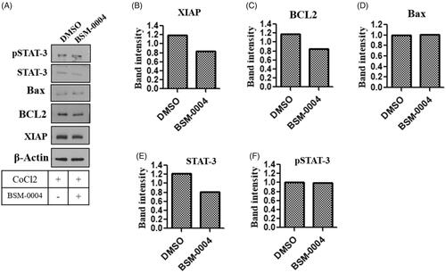 Figure 5. Novel inhibitor of hCA-IX BSM-0004 inhibits MCF7 cells growth by activation of apoptotic signalling cascade. (A) BSM-0004 inhibits cancer growth of MCF7 through apoptosis pathway. Immunoblot study was done to investigate the protein levels of apoptosis markers as XIAP, BCL-2, BAX, STAT-3, and pSTAT-3. B-F relative band intensity of XIAP, BCL-2, BAX, STAT-3, and pSTAT-3 were analysed using ImageJ (Bethesda, MD).