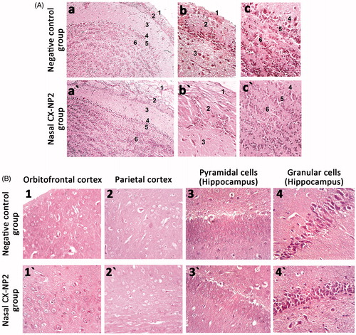 Figure 4:. (A) Photomicrographs of H&E-stained sections in the olfactory bulb from the negative control group (a→c) and nasal CX-NP2 treated group (a′→c′) showing six well-defined layers: 1, olfactory nerve layer; 2, glomerular layer; 3, external plexiform layer; 4, mitral cell layer; 5, internal plexiform layer; and 6, granular cell layer. (a, a′, magnification ×100; b, b′, c, c′, magnification ×400) (B) Photomicrographs of H&E-stained sections in the orbitofrontal cortex, parietal cortex, and hippocampus of the negative control group (1 → 4) and nasal CX-NP2-treated group (1′→4′). (Magnification ×400).
