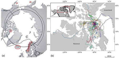 Figure 3. (a) Map showing the locations of genetically divergent populations in Iceland, Scandinavia and the Commander Islands and on Pribilof Island marked in red circles and genetically continuous populations connected by sea ice within the grey dashed line. Bylot Island (red square) and the Arctic Circle (black dotted line) are also indicated. (b) Large-scale movements of 31 Arctic foxes captured in 2007–2015 on Bylot Island (black triangle), Nunavut, Canada. Foxes were tracked with Argos satellite telemetry as they travelled throughout the Canadian Arctic Archipelago and Greenland (Lai et al. Citation2015).