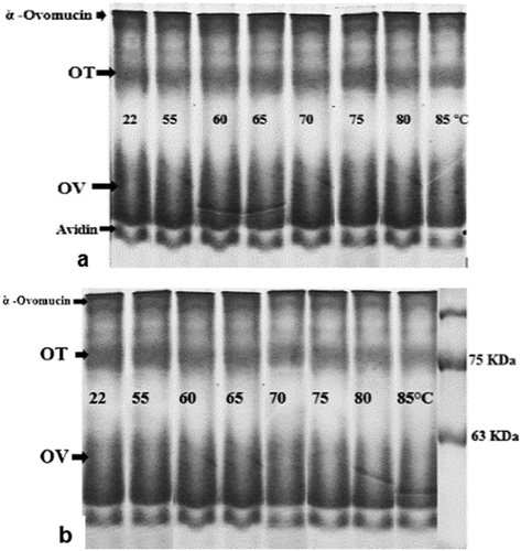 Figure 3. Effect of heat treatment on SDS-PAGE patterns of OEWS under reducing conditions (with 2-ME) at pH 9 (a) and pH 7.5 (b).