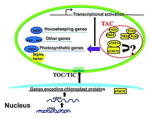 Figure 1. Schematic Illustration of a Model for Interaction between pTAC14 and pTAC12 in the Chloroplast. (TOC/TIC: two membrane-inserted protein complexes, the translocons of the chloroplast outer and inner envelope.)
