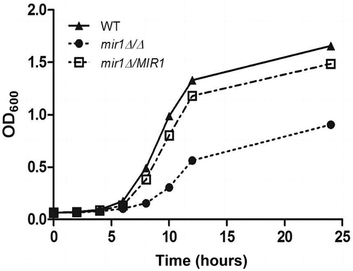 Figure 2. The growth curve of the wild-type, mir1Δ/Δ, and mir1Δ/MIR1 Candida albicans strains. Exponentially growing C. albicans cells were adjusted to 1 × 106 cells/mL, and cultured at 30 °C with constant shaking. The OD values were measured at designated time points.