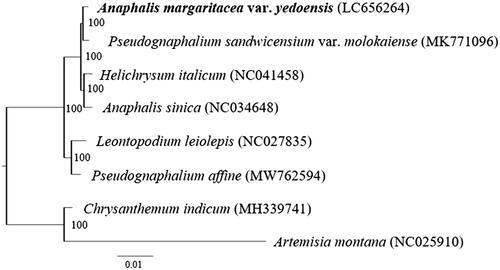 Figure 1. Phylogenetic position of Anaphalis margaritacea var. yedoensis revealed by a maximum-likelihood tree based on complete chloroplast genomes. Artemisia montana and Chrysanthemum indicum are included as outgroups. The sample used in this study is shown in boldface type. Numbers at nodes indicate bootstrap support values.