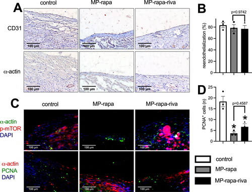 Figure 5. Deceased proliferation in the MP-rapa and MP-rapa-riva grafts compared to control graft in the rat IVC venoplasty at day 14. (A) Photographs of the immunohistochemistry stained for CD31 and α-actin in the control, MP-rapa and MP-rapa-riva grafts; scale bar, 100 μm; n = 3. (B) Bar graph showing the reendothelialization; p = 0.6980, one-way ANOVA; n = 3. (C) Photographs of the immunofluorescence of the neointima, first row, α-actin (green), p-mTOR (red) and DAPI (blue); second row, α-actin (red), PCNA (green) and DAPI (blue); scale bar, 100 μm; n = 3. (D) Bar graph showing the PCNA positive cells; p = 0.0018, ANOVA; *, p = 0.0019 and 0.0062, Tukey’s multiple comparisons test; n = 3.