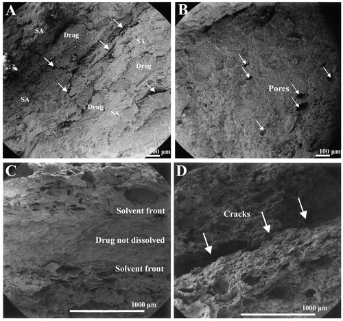 Figure 2. SEM micrographs of radial cross-sections of SA based tablets (Pohja et al., Citation2004). (A) Tablet containing 80% SA (DS 3.0) before the dissolution test. Voids formed after the densification process indicate the incorporation of drug model decreased the compactibility of tablets; (B) tablet containing 84% SA (DS 2.6) after the dissolution test. The drug was released completely, and some pores were formed during drug dissolution (shown by the white arrows.); (C) tablet containing 80% SA (DS 3.0) after the dissolution test. A distinct solvent front formed in the tablet, and the drug in the core of the tablet was not dissolved; (D) tablet containing 75% SA (DS 2.6) after the dissolution test. The white arrows indicate macroscopic cracks formed on the horizontal plane in the middle of the tablets when the SA concentration was lower than a certain degree. Reprinted from Journal of Controlled Release, Vol. 94, Pohja S, Suihko E, Vidgren M, Paronen P, Ketolainen J, Starch acetate as a tablet matrix for sustained drug release, pp. 293–302, Copyright (2004), with permission from Elsevier.