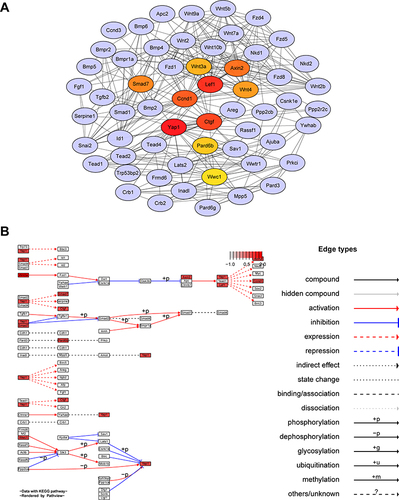 Figure 3 Hub genes of Hippo signaling pathway. (A) Network based on STRING and visualized in Cytoscape of the hub genes of the Hippo signaling pathway. (B) KEGG map of hub genes from Hippo signaling pathway rendered by Pathview.