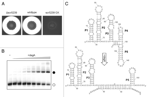 Figure 2. Agarase DagA controlled by scr5239. (A) Agarase assay of S. coelicolor wild-type, scr5239 deletion, and overexpression strain. Agarase expression is visualized as a pale halo around the colony. (B) Electrophoretic mobility shift of radiolabelled scr5239 (open circle) incubated with an increasing amount of a 100 nt mRNA fragment containing the target site of dagA. Complex formation (closed circle) was visualized by gelelectrophoresis. (C) Secondary structure of scr5239 alone (top) and in complex with the mRNA target site (bottom). The structure was calculated using RNAfoldCitation29 and confirmed by structural probing. Stems (pedesand = P) are numbered, the 5′ and 3′ end of each RNA is indicated.