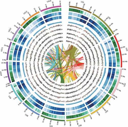 Figure 1. Features of ramie genome and differentially expressed genes distributions. Intra-genome syntenic blocks (a), gene expression between high fiber fineness and low fiber fineness in different stages (T1-T5 respectively represent b-f), GC content (g), repeat content (h), LTR density (i), gene density (j), and the chromosomes (k).