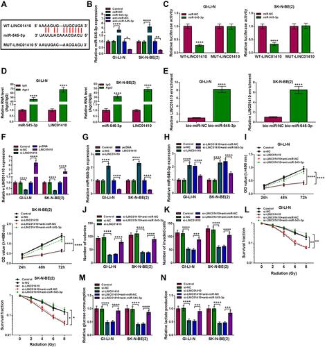 Figure 3 LINC01410 knockdown inhibited tumorigenesis and promoted radiosensitivity in NB cells by sponging miR-545-3p. (A) Predicted binding sites between miR-545-3p and LINC01410 were shown. (B) The expression of miR-545-3p was examined by qRT-PCR in GI-LI-N and SK-N-BE(2) cells transfected with miR-NC, miR-545-3p, anti-miR-NC, or anti-miR-545-3p. (C) Dual-luciferase reporter assay was conducted to determine luciferase activity in GI-LI-N and SK-N-BE(2) cells co-transfected with miR-545-3p or miR-NC and WT-LINC01410 or MUT-LINC01410. (D) The levels of miR-545-3p and LINC01410 were measured by RIP assay in GI-LI-N and SK-N-BE(2) incubated with Ago2 or IgG. (E) The level of LINC01410 was examined in GI-LI-N and SK-N-BE(2) cells transfected with bio-miR-545-3p or bio-miR-NC by RNA pull-down assay. (F and G) LINC01410 and miR-545-3p expression were detected using qRT-PCR analysis in GI-LI-N and SK-N-BE(2) cells transfected with si-NC, si-LINC01410, pcDNA, or LINC01410. (H–L) GI-LI-N and SK-N-BE(2) cells were transfected with si-NC, si-LINC01410, si-LINC01410 + anti-miR-NC, or si-LINC01410 + anti-miR-545-3p. (H) The expression of miR-545-3p was measured by qRT-PCR. (I) MTT assay was performed to examine cell viability. (J) The number of colonies was determined by colony formation assay (incubation for 14 days). (K) Transwell assay was carried out to detect the number of invaded cells (incubation for 24 h). (L) Cell survival fraction was determined by colony formation assay under radiation condition (incubation for 14 days). (M and N) Glucose consumption or lactate production was measured by glucose assay kit or lactate assay kit, respectively. *P<0.05, **P<0.01, ***P<0.001, ****P<0.00001.