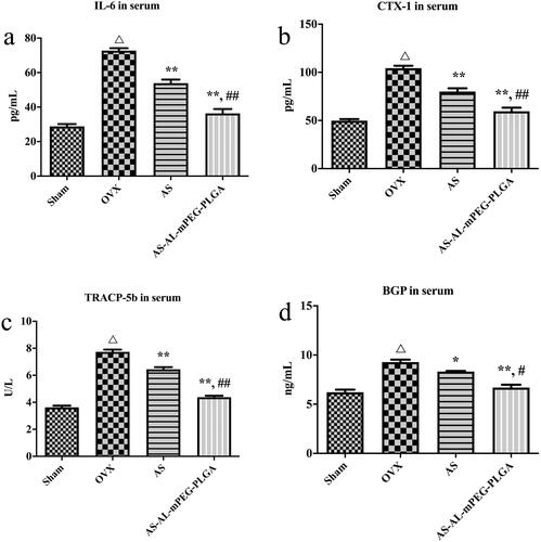 Figure 7. Serum levels of IL-6 (a), CTX-1 (b), TRACP-5b (c) and BGP (d) in osteoporotic rats of Sham, OVX, AS, and AS-AL-mPEG-PLGA groups. △P < .01, compared with Sham group, *P < .05, compared with OVX group, **P < .01, compared with OVX group, ##P < .05, compared with AS group, ##P < .01, compared with AS group.