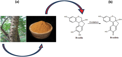Figure 1. (a) Sappan wood bark and dye. (b) Chemical structures of coloring component in sappan wood.