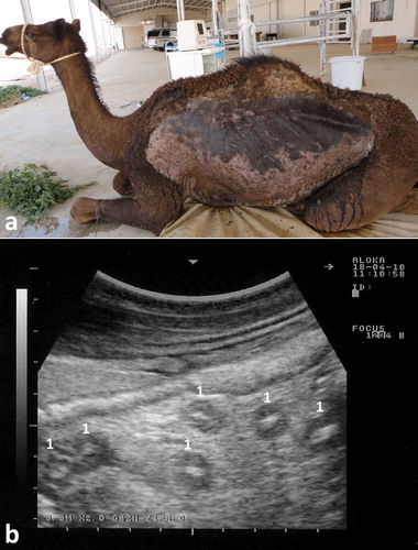 Figure 21. Paratuberculosis in a female camel with progressive weight loss (a). Image (b) shows enlargement of the mesenteric lymph nodes (1).