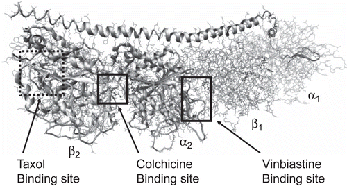 Figure 1.  The tubulin-colchicine:RB3-SLD complex. The complex includes alternating tubulin αβ heterodimers, with the colchicine binding site at the intradimer interface, the taxol binding site on the β subunit, and the vinblastine binding site at the interdimer interface of the αβ subunit.