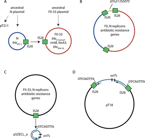 Figure 6. Proposed mechanism for the formation of cointegrate plasmid pT18. Schematic showing A) progenitor N (red) and FII-33 (blue) plasmids that formed a cointegrate to generate B) a cointegrate containing N and FII-33 plasmid sequences via a conservative IS26 transposition event (indicated by a solid arrow). IS26 involved in the event are shown as green boxes, and the positions of 8 bp sequences adjacent to each IS26 are indicated by black lines. Evolution of proposed progenitor plasmids from ancestral plasmids via insertions, deletions or inversions are indicated by broken arrows. Part C) shows the progenitor N/FII-33 (black) and pSZECL_a (pale blue) plasmids that formed a cointegrate to generate D) pT18 via a replicate IS26 transposition event. The single IS26 involved in the event is shown as a green box in C), and the resultant pair of IS26 are shown as green boxes in D). The position of the 8 bp sequence at the IS26 insertion site in pSZECL_a is indicated by a black line in C), and the positions of the duplicated sequence are indicated in D). The extent of the pSZECL_a rep gene is shown as a black arrow, and the positions of putative oriT sites in pSZECL_a are shown as labelled black ovals.