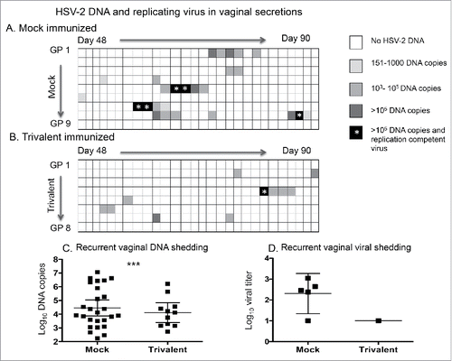 Figure 5. The trivalent vaccine reduces the days of HSV-2 DNA shedding and isolation of replication-competent virus in the vaginal secretions. The heat map indicates the HSV-2 DNA copy number in vaginal secretions of (A) mock-immunized, and (B) trivalent-immunized animals after the third immunization. Asterisk indicates the days that replication-competent virus was isolated from vaginal secretions. Comparing days of HSV-2 DNA shedding in mock and trivalent groups: p < .05 as calculated by Poisson regression to take into consideration that some animals shed HSV-2 DNA on multiple days while others shed on one day or not at all. (C) DNA copy number in vaginal swab samples that were positive for HSV-2 DNA. The p value comparing mock and trivalent groups was calculated using a longitudinal Poisson model to take into consideration multiple days of shedding by some animals. *** p < .001. (D) Titer of replication-competent virus isolated from vaginal swabs. Bars in (C) and (D) represent geometric mean titers with 95% confidence intervals.