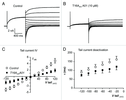 Figure 8. (A and B) Representative current traces obtained before and during the presence of T16AinhA01 (10 µM). (C) Summary current-voltage (I-V) relationship of TMEM16A tail currents, evoked following an initial step to +80 mV, before (open circles) and during (filled squares) exposure to T16AinhA01. (D) Plot of mean time constant (τ) of TMEM16A tail current deactivation against voltage (control, open circles and T16AinhA01, filled squares).