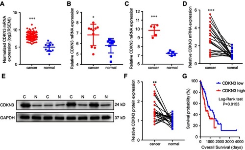 Figure 1 The association between CDKN3 overexpression and ESCA. (A–D) CDKN3 mRNA expression analysis in the TCGA dataset (A), EA dataset GSE92396 (B), ESCC dataset GSE17351 (C) and our cohort (D). (E–F) CDKN3 protein expression analysis in our cohort by western blot analysis (E) and the intensity results (F). (G) The prognostic significance of CDKN3 expression was analyzed by Kaplan–Meier survival analysis in the TCGA database. *P<0.05, **P<0.01, ***P<0.001.