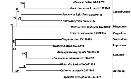 Figure 1.  A phylogenetic tree generated using the NJ method based on complete mitochondrial genomes.