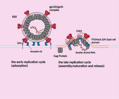 Figure 2. Annexin A2 mediates adhesion and late replication cycle of HIV. (1) Annexin A2 assisted HIV gp120 to bind to host cell CD4 molecule; (2) Gag proteins target to the lipid raft microdomain rich in PTDIN (4,5) P2, binds to Annexin A2, and then interacts with CD63 to mediate virus assembly, maturation and release.