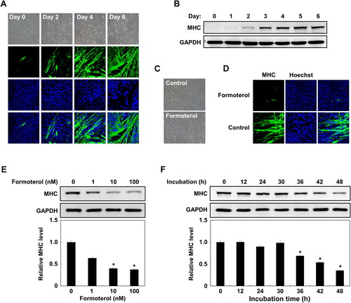 Figure 1. Inhibition of L6 myoblast differentiation by β2-adrenergic receptor agonist, formoterol. (A) L6 myoblasts were induced to differentiate for the indicated time. The differentiated myocytes were identified by immunostaining of myosin heavy chain (MHC) (green) as a differentiation marker. Nuclei (blue) were stained with Hoechst 33342. (B) The differentiated myocytes were lysed for immunoblotting with either anti-MHC antibody or anti-GAPDH antibody. (C) The myoblasts (90% confluence) were differentiated in the presence of DMSO or β2-adrenergic receptor agonist, formoterol (100 nM), for 72 h. The morphological changes of myoblasts upon formoterol treatment were observed by phase contrast microscopy. (D) The cells treated with formoterol as in C were fixed and analyzed for the expression of MHC protein and the formation of multinucleated muscle cells by immunostaining with anti-MHC antibodies (green) and Hoechst dye (blue). (E) L6 myoblasts were differentiated with formoterol (1–100 nM) for 72 h. Then, the cells were lysed and immunoblotted with anti-MHC antibody, band intensities were quantified using ImageJ software, and the relative intensities of three independent experiments are presented as mean ± SD. Values from cells treated with DMSO are set to 1. *p < 0.05 relative to control cells treated with DMSO. (F) L6 myoblasts were differentiated in the presence of formoterol (100 nM) for the indicated times, and the cells were lysed and immunoblotted with anti-MHC antibody. Band intensities were quantified as in (E). Results are obtained from three independent experiments. Values from cells treated with DMSO are set to 1. Bars, the mean result ± SD. *p < 0.05 relative to control cells treated with DMSO.