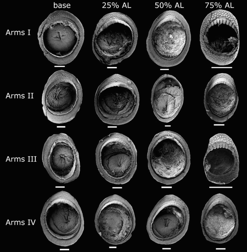 Figure 39 Magnoteuthis osheai arm suckers, NMNZ M.287216, sex indet., head only, LRL 3.09 mm. Scale bars = 100 µm.