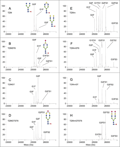 Figure 4. Fc/2 molecular weight profiles obtained by LC-ESI-MS analysis. The analysis was performed on 2 independent batches. Secondary peaks were detected at +16 Da for all glycopeptides and were considered to be caused by oxidation.