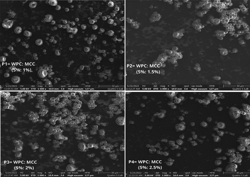 Figure 4. Morphology of vitamin C double emulsion microcapsules after drying.