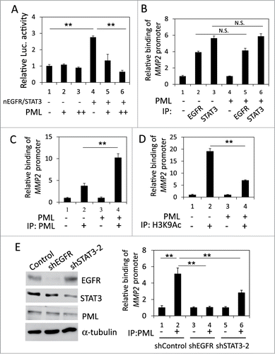Figure 5. PML repressed the coactivation of the MMP2 promoter by nEGFR and STAT3. (A) 293T cells transfected with pMMP2 Luc, pCMV-NLS-EGFR, the STAT3 expression vector and increasing amounts of the PML expression plasmid were subjected to a luciferase reporter assay. (B) PML-knockdown H1975 cells with or without shRNA-resistant PML expression were subjected to ChIP with preimmune IgG or an anti-EGFR or anti-STAT3 antibody. The relative amount of the immunoprecipitated MMP2 ATRS was quantified by RT-qPCR. (C and D) PML-knockdown H1975 cells with or without shRNA-resistant PML expression were subjected to ChIP with preimmune IgG or an anti-PML or anti-H3K9Ac antibody. The relative amount of the immunoprecipitated MMP2 ATRS was quantified by RT-qPCR. (E) Left, H1975 cells infected with control, shEGFR or shSTAT3-2 lentiviral vectors were subjected to Western blotting with indicated antibodies 2 d after infection. Right, The same stable cell lines as in the left panel were subjected to ChIP with preimmune IgG or an anti-PML antibody. The amount of immunoprecipitated MMP2 ATRS was quantified by RT-qPCR.