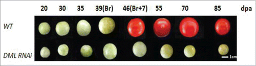 Figure 3. Active DNA demethylation controls tomato fruit ripening. While the breaker stage (Br) occurs around 39 d postanthesis (dpa) in wild type tomato fruits, ripening is strongly inhibited in an RNAi DML knockdown line. Scale bars: 1 cm. (Courtesy of Ruie Liu and Philippe Gallusci).