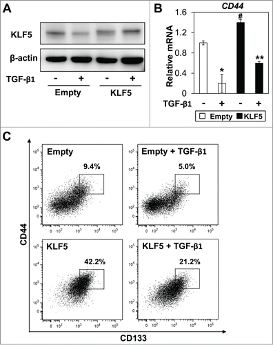 Figure 5. TGF-β1 decreases the CD44+/CD133+ subpopulation independent of altered KLF5 expression. Control (Empty) and KLF5 overexpressing (KLF5) Huh7 cells were treated with TGF-β1 (5ng/ml) for 48 hours. (A) Expression of KLF5 was determined by WB. (B) Expression of CD44 was determined by real-time PCR (* P < 0.05 vs. Empty/TGF-β1 (−), # P < 0.05 vs. Empty/TGF-β1 (−), ** P < 0.05 vs. KLF5/TGF-β1 (−)). (C) Expression of CD44/CD133 and percentage of CD44+/CD133+ cells were determined by FACS.