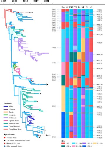 Figure 1. Phylogenetic analyses, genotypes, and distribution of H5N1 viruses. The Bayesian time-resolved phylogenetic tree was generated with the clade 2.3.2.1 HA gene of 274 H5N1 viruses. The 28 H5N1 strains reported in this study are marked with black dots. The two H5N1 viruses that provided surface genes for the H5-Re6 and H5-Re12 vaccine seed strains are marked with red dots. The eight bars represent the eight gene segments. The horizontal row corresponds to a virus, and the gene colors in columns 2–8 correspond to the colors of the corresponding genes on the evolutionary tree shown in Figure 2 and Supplementary Figure S2. A phylogenetic tree of the HA gene with more complete information is shown in Supplementary Figure S1.