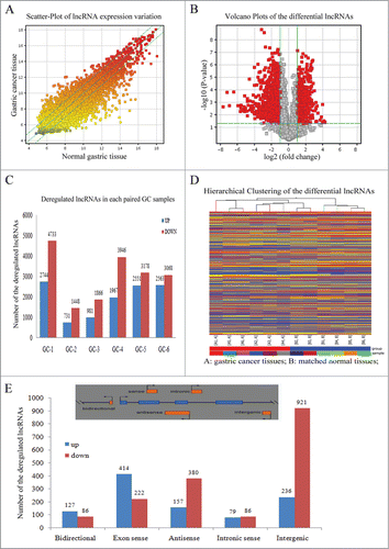 Figure 1. Differential expression patterns of lncRNAs between gastric cancer tissues and the normal counterparts. (A) Scatter-plots presented the variations of lncRNA between the gastric cancer and matched normal tissues. The points deviated from the top and bottom green lines indicated the differentially expressed lncRNA in gastric cancer and the point color indicated the signal intensity from low (gray) to high (red). (B) Volcano plots of lncRNAs. The red plots were the differentially expressed lncRNAs with statistical significance (P < 0.05). The left and right red pots represented significantly down- and up-regulated lncRNAs in gastric cancer. (C) The number of significantly deregulated lncRNA in each paired gastric cancer specimens. (D) Heat map and hierarchical clustering analyzed the distinguishable lncRNA profiling in gastric cancer and normal samples. The relative expression from high to low level was indicated with red and blue color. (E) The number of significantly differentiate lncRNA in each lncRNA subgroups.