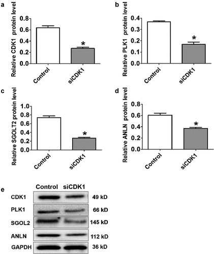Figure 10. CDK1 knockdown suppressed the relative mRNA level of hub genes in transiently transfected cell lines. *P < 0.05 was regarded statistically different