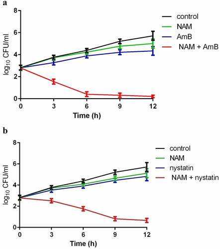 Figure 1. Time-Killing curves of the drugs. (a) the fungal cells were exposed to 5 mM NAM and 0.0313 μg/ml AmB alone or in combination. (b) the fungal cells were exposed to 5 mM NAM and 0.0625 μg/ml nystatin alone or in combination. At the time point of 3, 6, 9 and 12 h, portions of the cell suspensions were harvested and plated on YPD agar to calculate the CFU/ml.