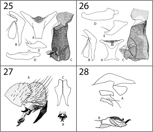 Figures 25–28. Genitalia. 25, Erwinlindneria (Wittemyia) eos (Zumpt, 1955): A, S5, ventral view; B, cercus and surstylus, lateral view; C, distiphallus, lateral view; D, pregonite, lateral view; E, postgonite, lateral view (after Lehrer Citation2003b, p. 450, fig. 172). 26, Erwinlindneria (Wittemyia) turkanella (Lehrer, Citation2008): A, S5, ventral view; B, cercus and surstylus, lateral view; C, distiphallus, lateral view; D, pregonite, lateral view; E, postgonite, lateral view (after Lehrer Citation2008, p. 17, fig. 1). 27, Erwinlindneria (Zumptisca) freedmani (Zumpt, Citation1956): A, terminalia, lateral view; B, distiphallus, posterior view; C, cerci, dorsal view (after Zumpt Citation1972, p. 117, fig. 59). 28, Erwinlindneria (Zumptisca) gashaka Verves & Khrokalo, n. sp.: A, cercus, surstylus and gonites, lateral view; B, distiphallus, lateral view.