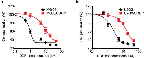 Figure 1. The establishment of CDDP resistant OS cells. MG-63 (a) and U2OS (b) cells and their corresponding CDDP resistant cells were treated with increasing concentrations of CDDP for 48 h. Data were presented as means ± SD of three independent experiments.