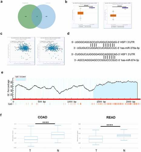 Figure 5. The effect of miRNA and DNA methylation on HSF1 expression. A. The potential miRNA for HSF1 by Targetscan and miRWalk database. (b) The expression of has-miR-378a-5p and has-miR-874-3p in COAD using StarBase database. (c) The correlation between the expression of has-miR-378a-5p and has-miR-874-3p and that of HSF1 in COAD using Starbase database. (d) Schematic representation of the predicted target site for miRNAs in HSF1 3’UTR. (e) A Schematic diagram of the CpG Island in HSF1 promoter region by MethPrimer website. (f) The methylation levels of HSF1 promoter in normal and CRC tumor groups by DiseaseMeth version 2.0.