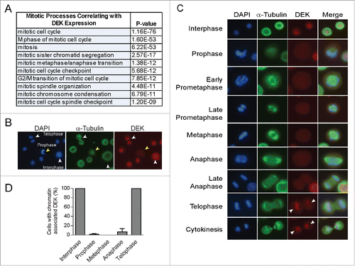 Figure 1. The nuclear DEK oncogene is absent from mitotic chromosomes. (A) Ontology analysis reveals mitosis is the most highly correlated biological process with DEK expression in tumors. Over 2000 tumor specimens were queried for transcriptional co-expression with the DEK oncogene using microarrays performed by the International Genome Consortium Expression Project for Ontology and connectivity to biological processes was carried out using ToppGene. (B) Immunofluorescence microscopy (IF) of unsynchronized near diploid immortalized keratinocytes (NIKS) shows DEK co-localization with DAPI in a cell in interphase and telophase, but absent from DNA in a cell in prophase. NIKS were stained with DAPI to detect DNA, along with α tubulin to detect microtubules and the mitotic spindle, and a DEK specific antibody (Aviva Systems Biology). Arrowheads point to cells wherein DEK co-localizes with chromatin (white) or there is no co-localization (yellow). (C) IF was carried out as in (B) with examples of DEK localization throughout mitosis. (D) Quantification of (C) not including prometaphase. Over 140 mitotic cells were counted across 4 cover slips from 3 independent experiments with at least 20 cells counted per mitotic stage. Twenty interphase cells were counted per coverslip.