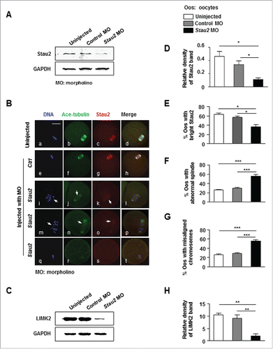 Figure 2. Knockdown of Stau2 disrupted the spindle structure and alignment of chromosome. Oocytes were cultured for 8 h in normal culture medium after microinjected with 1 mM Stau2 morpholino, and then collected for analysis with western blot and immunofluorescence. Oocytes uninjected or injected with 1 mM non-specific morpholino sequence were used as controls. A. The protein expression of Stau2 was effectively knocked down with morpholino oligo in mouse oocytes. Western blot analysis showed that Stau2 protein was significantly reduced in Stau2 morpholino group than that in 2 control groups. GAPGH was used as a loading control. B. Immunofluorescence analysis detected weak or no Stau2 expression after morphorlino treatment. In two control groups, the chromosomes were properly aligned (a, e) within a bipolar MI spindle (b, f), meanwhile Stau2 was pronouncedly labeled in symmetric organization (c, g) and overlapped with the meiotic spindles (d, h). In Stau2 morpholino group, the chromosomes were not aligned, but scattered or decondensed (i, m, q), spindle was abnormally formed (j, n, r) the fluorescence intensity of Stau2 was heavily reduced (k, o: arrows) or hardly detected (s). Microtubules were visualized in green, Stau2 was visualized in red and DNA was labeled in blue. Scale bar = 20 μm. C. The protein expression of LIMK2 was significantly reduced in mouse oocytes treated with Stau2 morpholino oligo. Western blot analysis indicated that LIMK2 protein was markedly decreased in Stau2 morpholino group than that in 2 control groups. GAPGH was used as a loading control. D. Quantitative analysis of Stau2 expression in control and Stau2 morpholino group. Analysis with Image J software and statistical procedure demonstrated the gray level of Stau2 was obviously decreased in Stau2 morpholino group than that in uninjected group and control morpholino-injected group. E. The percentage of oocytes with normal Stau2 intensity in control and Stau2 morpholino group. Statistical analysis, combined with fluorescence, showed that the proportion of oocytes with bright Stau2 intensity was significantly lower in Stau2 morpholino group than that in uninjected group and control morpholino-injected group. F. Percentage of oocytes with abnormal spindle in control and Stau2 morpholino group. Statistical analysis, combined with fluorescence, demonstrated that the propotion of oocytes with abnormal spindle was significantly higher in Stau2 morpholino group than in 2 control groups. G. Percentage of oocytes with misaligned chromosomes in control and Stau2 morpholino group. Statistical analysis, combined with fluorescence, illustrated that the proportion of oocytes with misaligned chromosomes was significantly higher in Stau2 morpholino group than in 2 control groups. H. Quantitative analysis of LIMK2 protein level in control and Stau2 morpholino group. Analysis with Image J software and statistical procedure showed that the gray level of LIMK2 was pronouncedly reduced in Stau2 morpholino group than that in control groups.