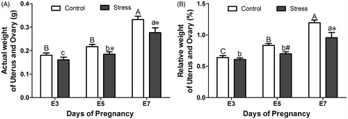 Figure 2. Effects of restraint stress on the actual and relative weight (percent body weight) of uterus and ovary during mouse embryo implantation. Data are expressed as mean ± SEM (n = 10 mice per group). Different uppercase letters represent significant differences among E3, E5 and E7 in the control group (p < 0.05), and different lowercase letters represent significant differences among E3, E5 and E7 in the stressed group (p < 0.05) (two-way ANOVA followed by Duncan post hoc test). *p < 0.05 and #p < 0.01 denote significance compared to the corresponding control group (independent samples t-test). The relative weight of uterus and ovary was calculated as organ-to-body weight ratio (×100%). E3: Embryonic day 3; E5: Embryonic day 5; E7: Embryonic day 7.
