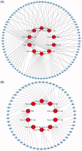 Figure 3. The interactive network of 10 most up- and down-regulated miRNAs. (A) The interactive network consists of 10 most down-regulated miRNAs and 135 predicted target mRNAs. The red circle and blue diamond respectively represent miRNAs and target mRNAs. Solid lines represent relationship between two nodes. (B) The interactive network consists of 10 most up-regulated miRNAs and 60 predicted target mRNAs.