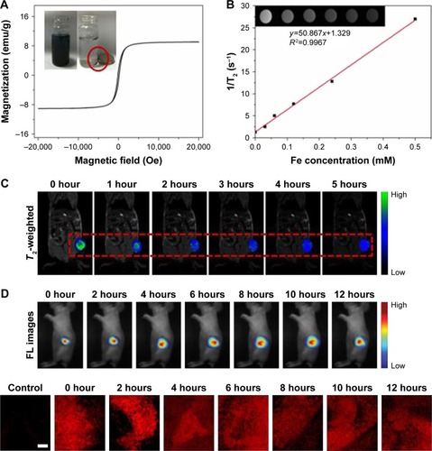 Figure 7 The distribution and biodistribution of GP-PGA-Fe3O4-CDs@BPQDs after injection.Notes: (A) Field-dependent magnetization loop of GP-PGA-Fe3O4-CD@BPQD nanoparticles. Inset photos show the separation process under the magnetic field. The red circle indicates the adsorbed GP-Fe3O4-CDs@BPQDs. (B) Linear fitting of 1/T2 of GP-PGA-Fe3O4-CDs@BPQDs with different Fe concentrations. Inset: T2-weighted MRI. (C) In vivo T2-weighted MRI and color-mapped images of mice bearing tumors after intravenous injection of GP-PGA-Fe3O4-CDs@BPQDs at different time intervals. (D) Real-time in vivo fluorescence images at different injection time. (D) Confocal microscopy of tumor sections after subcutaneous injection of GP-PGA-Fe3O4-CDs@BPQDs. Scale bar =100 nm.Abbreviations: GP, genipin; PGA, polyglutamic acid; CD, carbon dot; BPQD, black phosphorus quantum dot; MRI, magnetic resonance imaging.