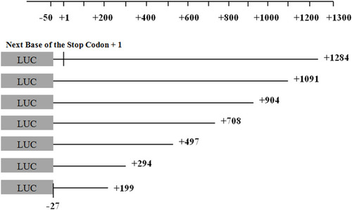 Figure 1 The seven constructed pmirGLO recombinant vectors contained the desired fragment. The locations of the target fragments of the seven recombinant vectors, which contained a deletion from the 3ʹ end of the GRIN1 gene are shown. The longest target fragment was located in the − 27 bp to + 1284 bp region, as the next base of the stop codon + 1. The 5ʹ end positions of the other amplified fragments were unchanged. All fragments removed from the 3ʹ end were approximately 100 bp to 200 bp in length.