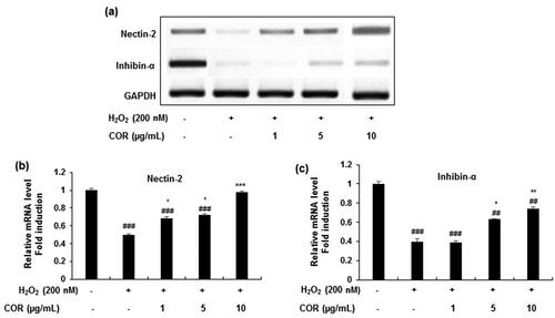 Figure 6. The effect of cordycepin (COR) on the mRNA expression of spermatogenesis-related molecules and in hydrogen peroxide (H2O2)-induced TM3 cells. (a): The mRNA expression of nectin-2, and inhibin-α analysed by RT-PCR. (b-d): Relative expression levels (fold) of nectin-2, and inhibin-α in three independent experiments, respectively. GAPDH was used as an internal control. The data are expressed as the mean ± SD (n = 6). ##p < 0.01 and ###p < 0.001 compared with control. *p < 0.05, **p < 0.01 and ***p < 0.001, compared to cells exposed to H2O2. GAPDH: Glyceraldehyde 3-phosphate dehydrogenase, RT-PCR: reverse transcriptase-polymerase chain reaction.