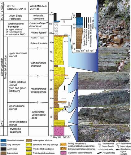 Figure 2. Lithostratigraphic scheme, invertebrate assemblage zones, simplified lithological log (modified from Jensen & Grant Citation1998; Nielsen & Schovsbo Citation2011), and representative field photographs of the Torneträsk Formation to Alum Shale Formation interval exposed on the northern slope of Mt Luobákte, Lapland. A. Basal conglomeratic bed of the “lower sandstone” interval. B. Stacked tabular and wedge-shaped sandstone beds near the top of the “lower sandstone” interval. C. Coarsening-upward package of thinly interbedded siltstones and sandstones of the “lower siltstone” interval. D. Red and green siltstones and fine-grained sandstones in the upper part of the “middle siltstone” interval. E. Repetitive sandstone–siltstone cycles of the “upper sandstone” interval. F. Blocky grey–brown fossiliferous limestone of the upper Grammajukku Formation overlain by contorted organic-rich shales of the Alum Shale Formation