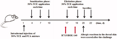 Figure 2. Experimental schedules for induction of sensitization in BALB/c mouse.